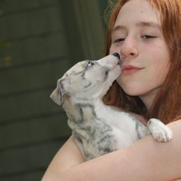 Whippet Puppies from Wise Heart Whippets