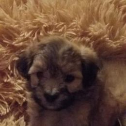 Maltipoo and Poodle Puppies from Kack's Poos