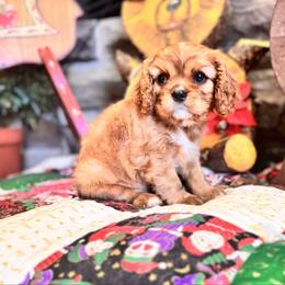Treat - Ruby female Cavalier King Charles Spaniel puppy in Blanding, Utah from Card’s Cavaliers
