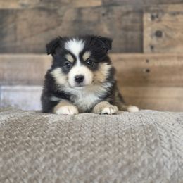 Bolt - Black tri male Miniature Australian Shepherd puppy in Killen, Alabama from Wilkers Wholehearted Mini Aussies