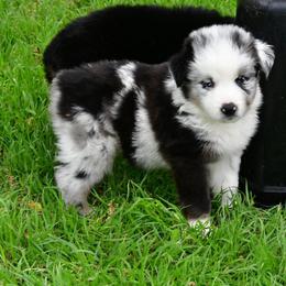 Sly - Blue merle male Australian Shepherd puppy in Ranger, Texas from Outback Mini Aussies