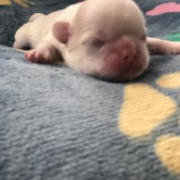 Lily May - Liver and white female Shih Tzu puppy in Milton, Florida from Shih tzu adventures of Santa Rosa Florida