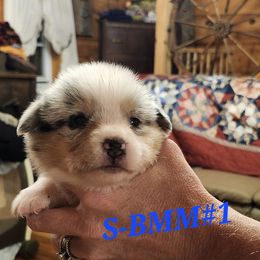 Blue merle male 1 - Blue merle and white male American Corgi puppy in Hampton, Tennessee from TC Farms Stock Dogs - Miniature Australian Shepherds