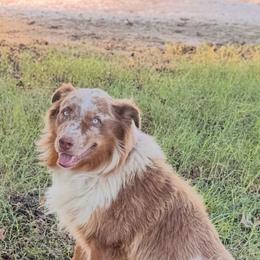Bear - Australian Shepherd