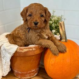 Blue - Red  male Goldendoodle puppy in Hesperia, Michigan from Red Acres Poodles & Doodles