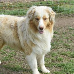 Whiskey - Australian Shepherd