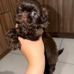 Poo - Chocolate male Shih Tzu puppy in Azusa, California from RJ Shih Tzu lover