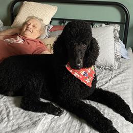 Tater - Poodle
