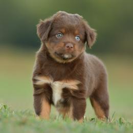 Bowtruckle - Red tri female Miniature Australian Shepherd puppy in Hartman, Arkansas from Southern Edition Aussies