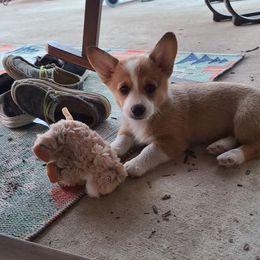 Pembroke Welsh Corgi Puppies from Loves Classic Corgis