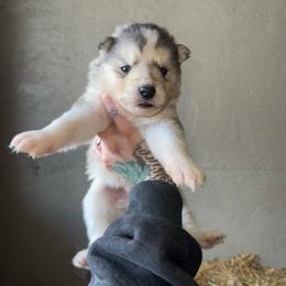 Boy 3 - Sable and white male Siberian Husky puppy in Iron River, Wisconsin from Wiemeri Siberians