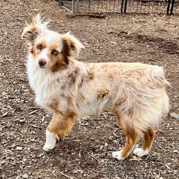 Sadie - Toy Australian Shepherd