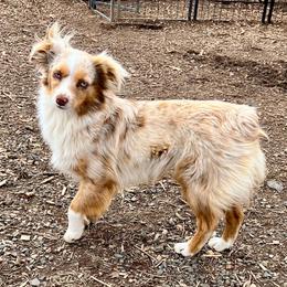 Sadie - Toy Australian Shepherd
