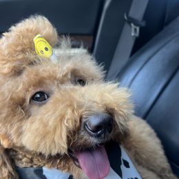 Goldendoodles from CorduroyDoodles