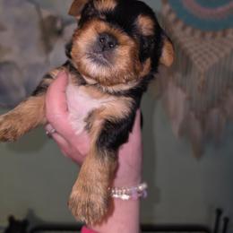 Red collar - Black and gold male Yorkshire Terrier puppy in West Enfield, Maine from GRIFFEY'S SPA AND KENNEL