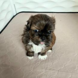 Bandit - male Shih Tzu puppy in Kettering, Ohio from The Ruff Life Tribe