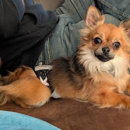 Azael - Chihuahua