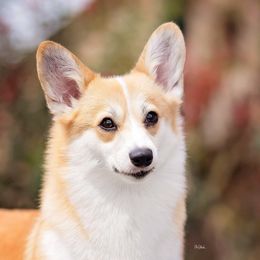 Pembroke Welsh Corgi All Grown Up from Moonbow Pembrokes