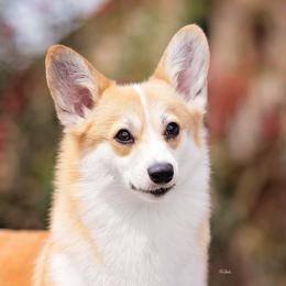 Pembroke Welsh Corgi All Grown Up from Moonbow Pembrokes