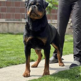 Rottweiler All Grown Up from Vom hause Reto