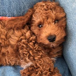 Rudy - Poodle