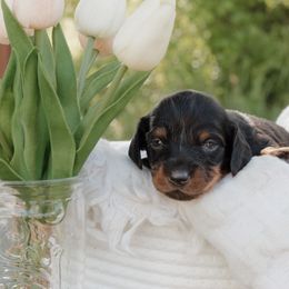 Dachshund Puppies from McQueen farms