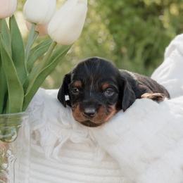 Dachshund Puppies from McQueen farms