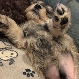 Miniature Schnauzer puppies from Skagit Valley Schnauzers