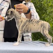 Saluki and Whippet Puppies from Aeolus Salukis & Whippets