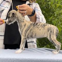 Saluki and Whippet Puppies from Aeolus Salukis & Whippets