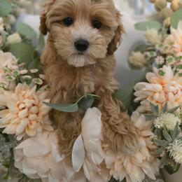 Bagel - Apricot female Maltipoo puppy in Washington from Mt.BakerPoodles&Doodles