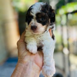 Tori - Black and silver female Havapoo puppy in Natural Bridge, Virginia from Rockbridge Puppies