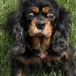 Harriet - Cavalier King Charles Spaniel