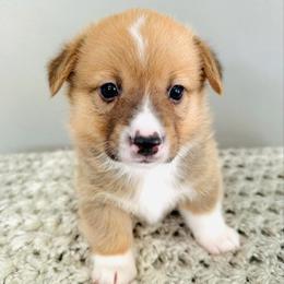 Legolas - Red male Pembroke Welsh Corgi puppy in Aumsville, Oregon from West Coast Corgi