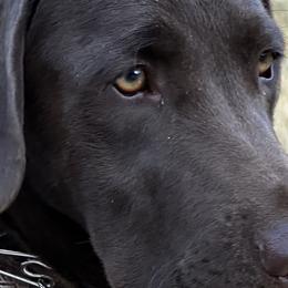 Labrador Retrievers from Aloha Lab Pups of SW Colorado
