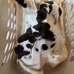 Boy 2 - Liver roan male German Shorthaired Pointer puppy in Kathleen, Florida from Alex Yates GSP's