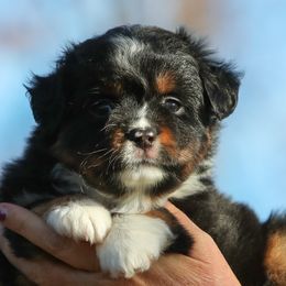 Archer - Black tri male Miniature American Shepherd puppy in Valparaiso, Indiana from Wigglebutt