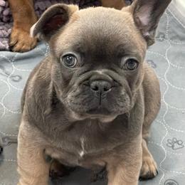 Mayhem blue fawn from OFA'd parents - Fawn male French Bulldog puppy in Billings, Montana from Montana Made Frenchies