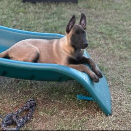 Dewey - Yellow male Dutch Shepherd puppy in Howey In The Hills, Florida from MAC K9 Dutch Shepherds