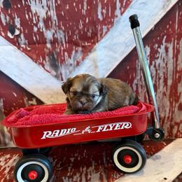 Maria - Liver female Shih Tzu puppy in Success, Missouri from Sweet Success