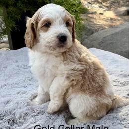 Gold Collar - Apricot male Australian Labradoodle puppy in Coeur D'alene, Idaho from Lake City Labradoodles