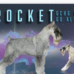 Standard Schnauzers from Genesis Standard Schnauzers