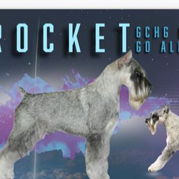 Standard Schnauzers from Genesis Standard Schnauzers