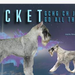 Standard Schnauzers from Genesis Standard Schnauzers