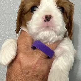 Purple collar - Blenheim male Cavalier King Charles Spaniel puppy in Great Bend, Kansas from Bridgeford Cavaliers