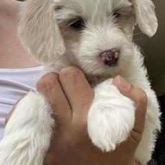 Australian Cobberdog Puppies from Mud Pies Australian Cobberdogs
