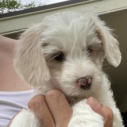 Australian Cobberdog Puppies from Mud Pies Australian Cobberdogs