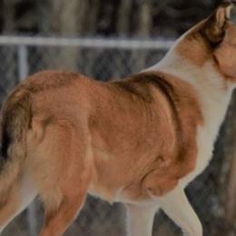 Collies from Judith Gilland