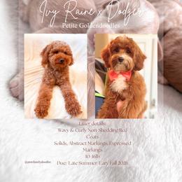 Goldendoodle puppies from Pnwfamilydoodles