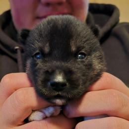 Heart - Black tan and white female Siberian Husky puppy in Le Sueur, Minnesota from Tevana Siberians LLC
